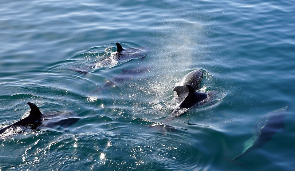 3 500 dauphins morts : FNE demande le changement de certaines pratiques de pêche | France Nature Environnement