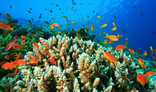 How We Can Save Coral Reefs and Why We Should Want To | Ecology Global Network