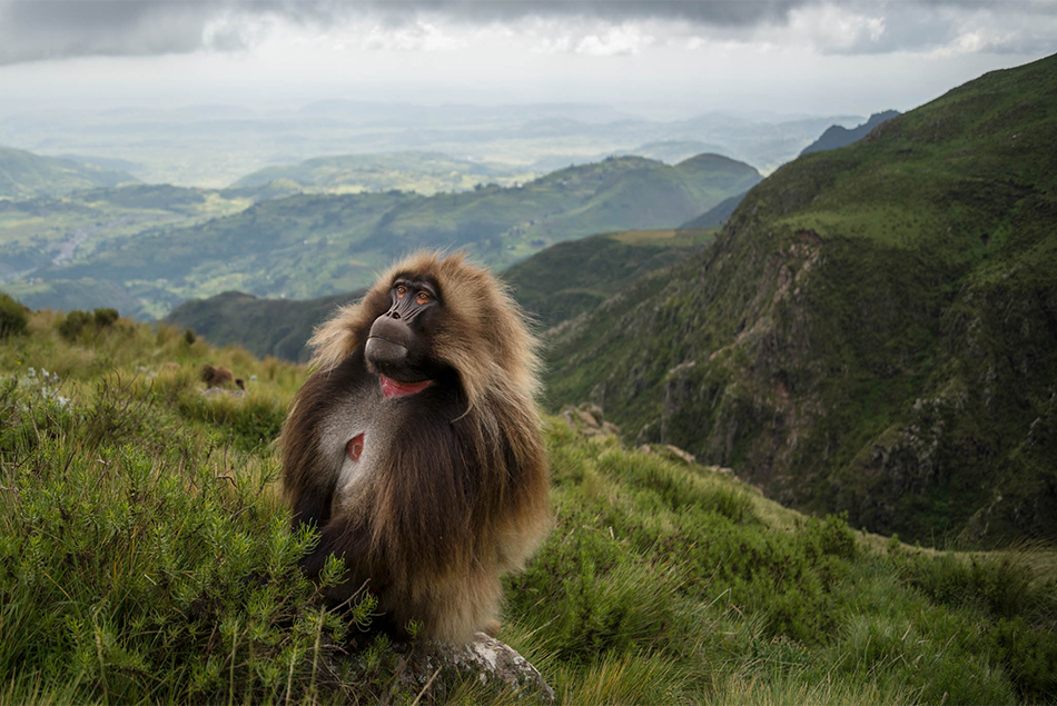 Foto Il regno delle scimmie erbivore - 1 di 18 - National Geographic