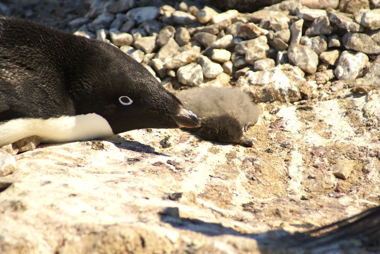 La strage di pinguini di Adelia in Antartide, fallita la stagione riproduttiva di 18.000 coppie (VIDEO) - Greenreport: economia ecologica e sviluppo sostenibile