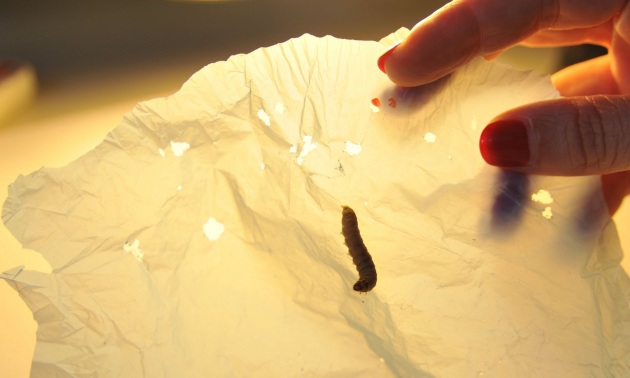 Una larva mangia plastica contro l’inquinamento - Focus.it
