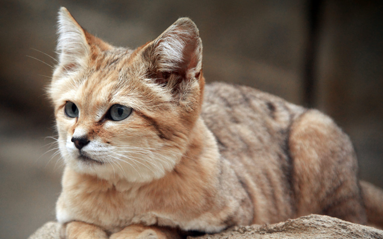 Il gatto delle sabbie, un piccolo felino nel deserto - Animali Pucciosi
