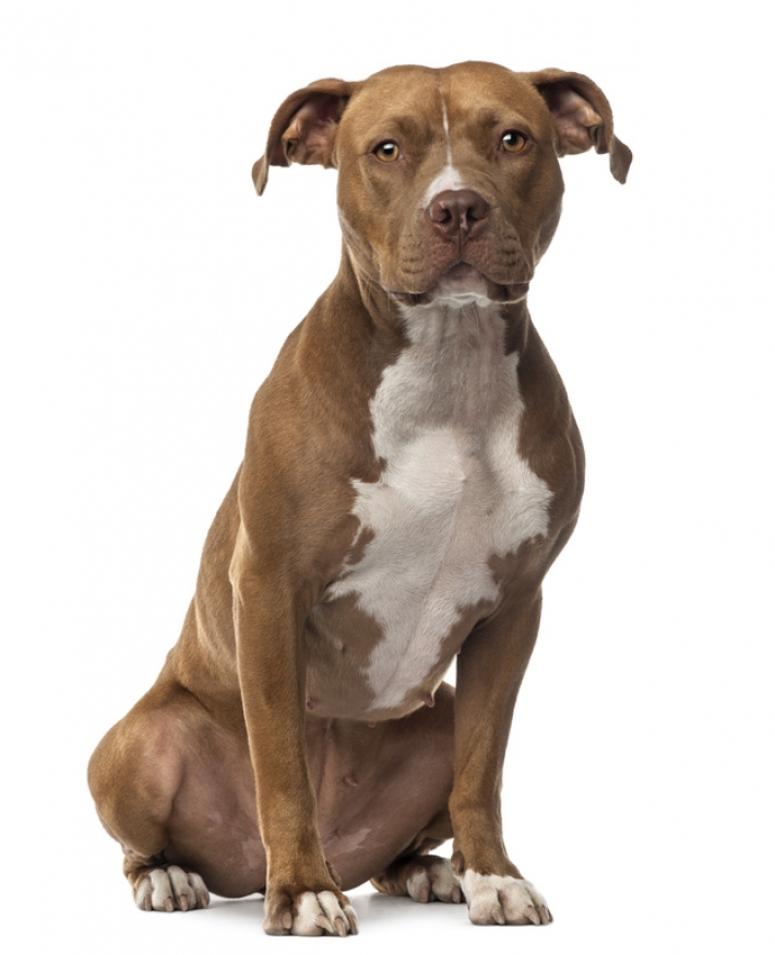 American Staffordshire Terrier : caractère, éducation, santé, entretien