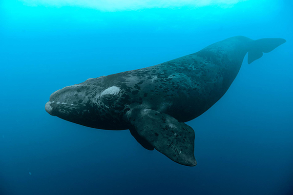 La morte misteriosa di sei balene franche - National Geographic