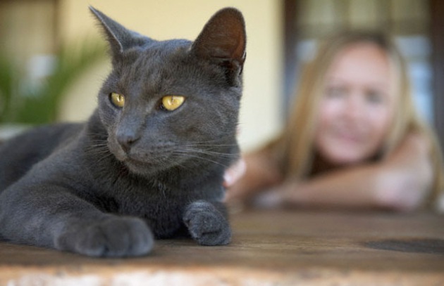 I gatti spingono le donne al suicidio? - Focus.it