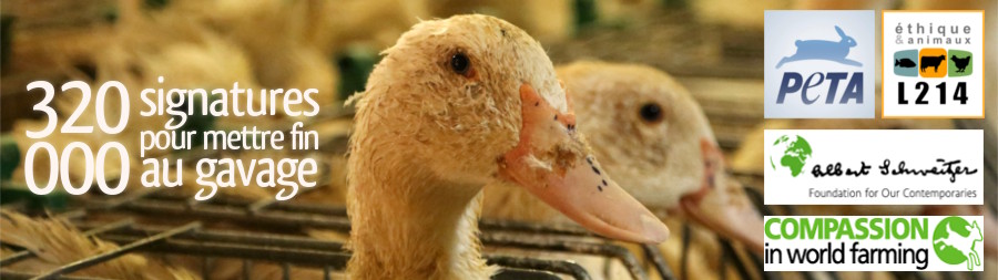 Foie gras : 300 000 européens réclament la fin de pratiques illégales dans l’UE | Éthique et animaux