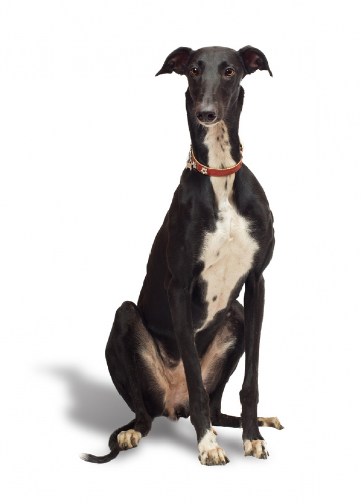 Greyhound : caractère, éducation, santé, entretien