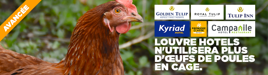 Louvre Hotels tourne le dos aux œufs de poules élevées en cage | Éthique et animaux