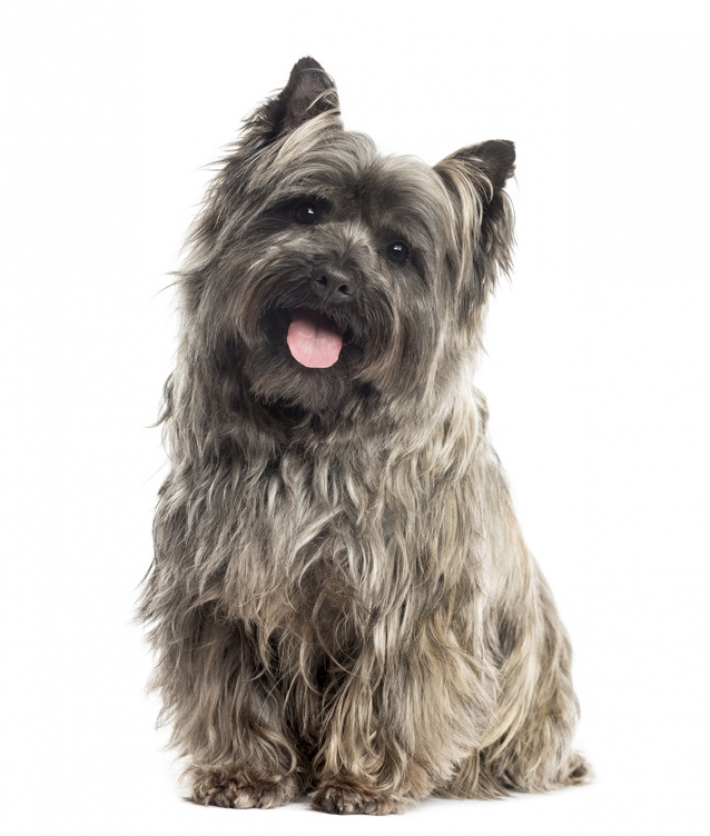 Cairn Terrier : caractère, éducation, santé, entretien