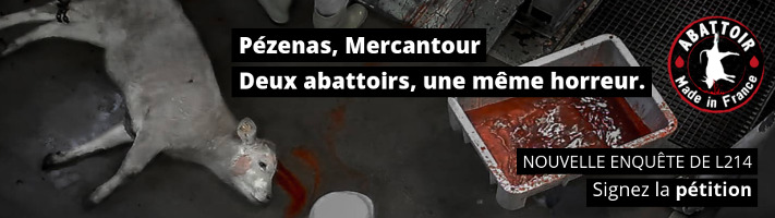 Nouvelles images accablantes dans deux abattoirs français | Éthique et animaux