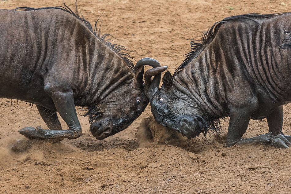 Foto Scontri bestiali - 1 di 32 - National Geographic