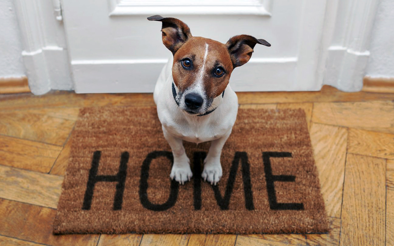 Pulire una casa con animali, istruzioni per l'uso - Animali Pucciosi
