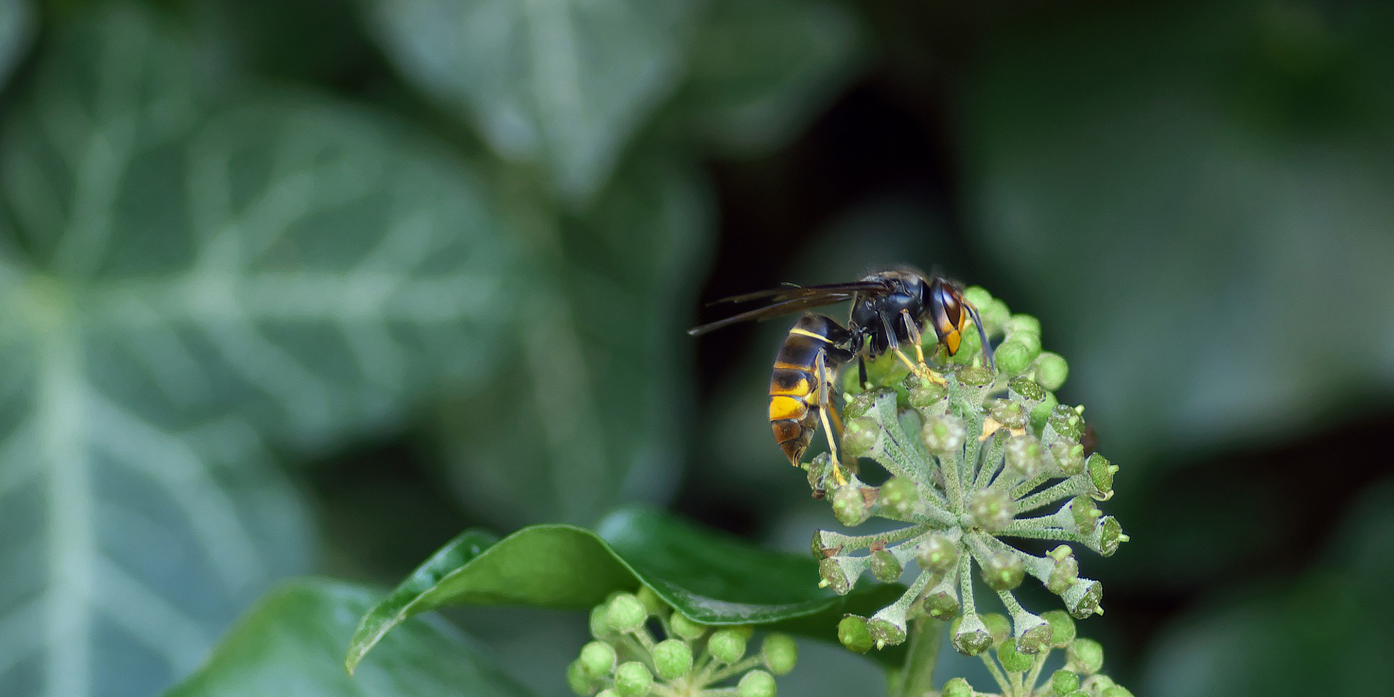 Frelon asiatique : le piégeage tue trop de pollinisateurs ! | France Nature Environnement