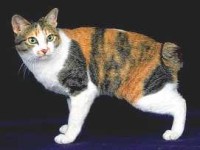Bobtail Japonais - Descriptif de la race de chat Bobtail Japonais