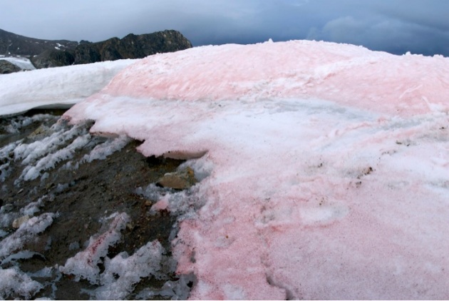 Le alghe della neve rossa minacciano l'Artico - Focus.it