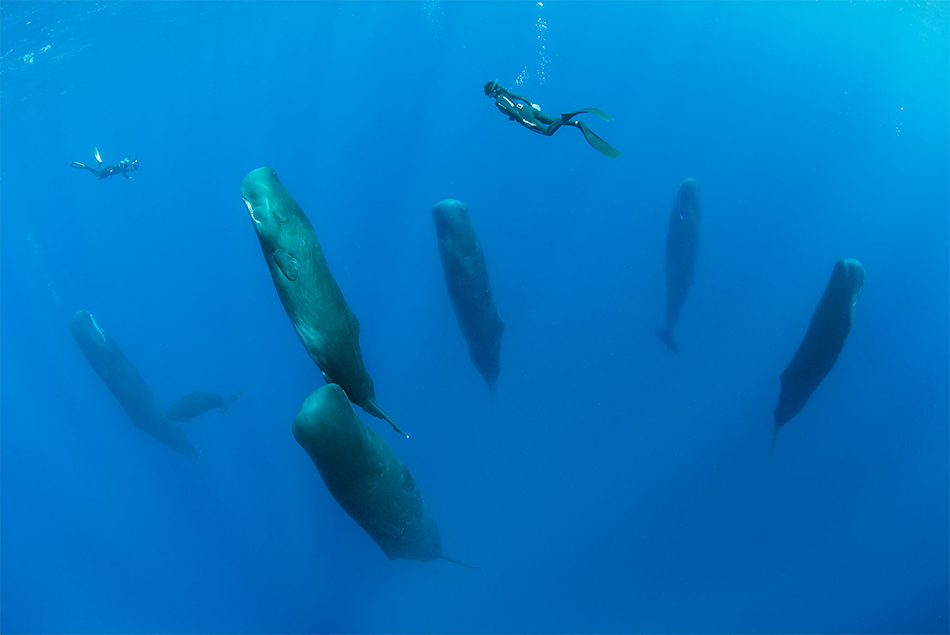 Foto Vite sott'acqua - 1 di 25 - National Geographic