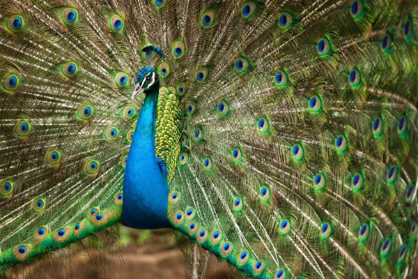 Perché i pavoni hanno una coda così elaborata? - National Geographic