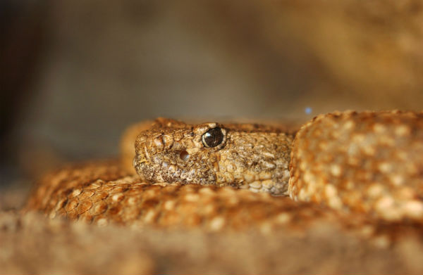 I serpenti a sonagli attaccati da una misteriosa malattia - National Geographic