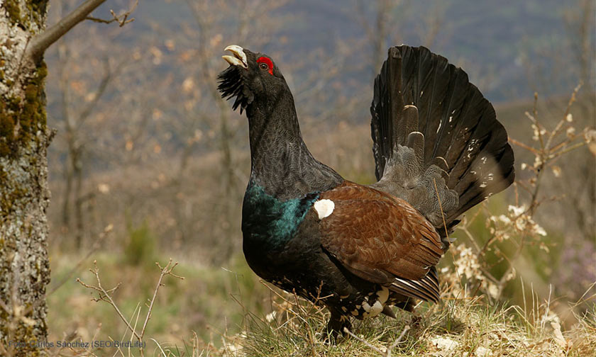 Grand tétras : l’État condamné pour six années de chasse illégale | France Nature Environnement