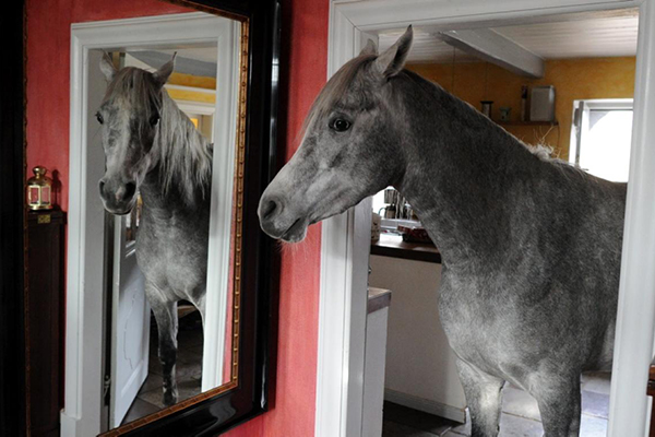 Cavalli allo specchio - National Geographic