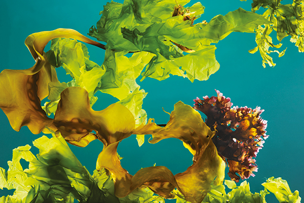Il lato buono delle alghe  - National Geographic