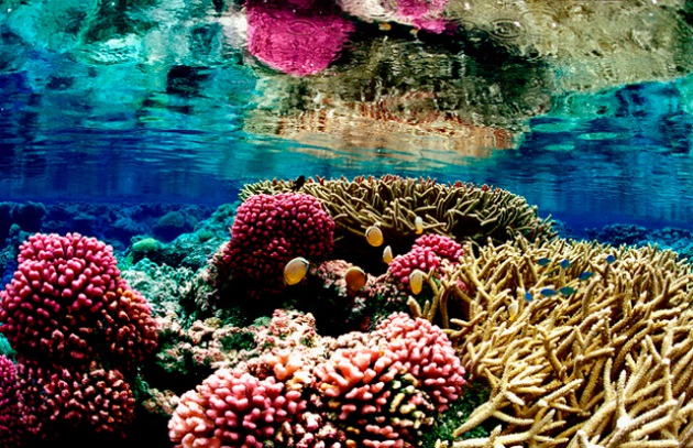 Coralli affetti da herpes e altri 22 virus: rischiano l'estinzione! - Focus.it