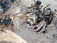 Le mamme ragno si lasciano divorare dai piccoli - National Geographic