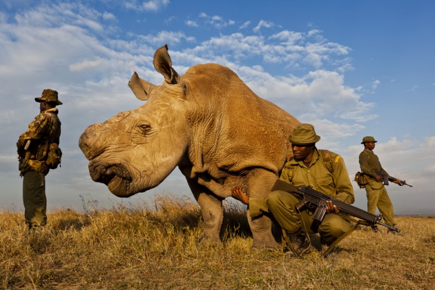 Rinoceronte verso l'estinzione, 2014 annus horribilis - Focus.it