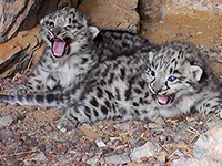 Due cuccioli di leopardo delle nevi filmati nella tana - National Geographic
