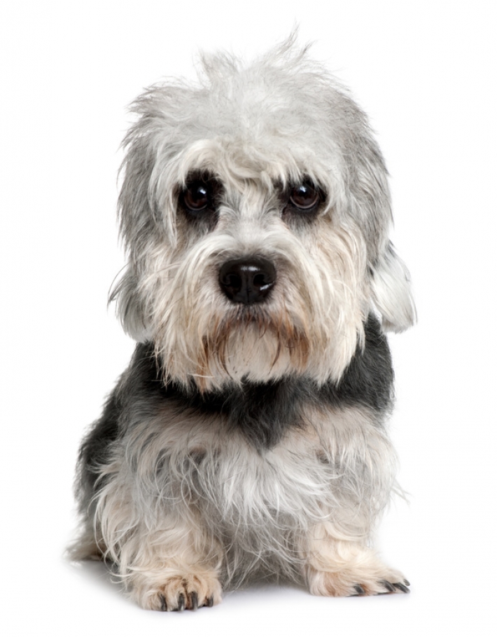 Dandie-Dinmont-Terrier : caractère, éducation, santé, entretien