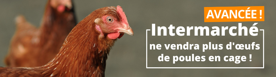 Intermarché ne vendra plus d’œufs de poules élevées en cage | Éthique et animaux