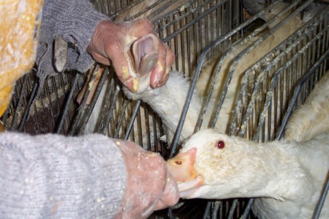 Le foie gras refusé par ANUGA, de quoi parle-t-on exactement ? | Éthique et animaux