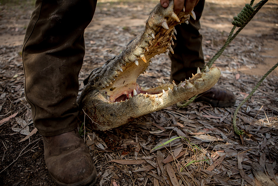 Foto La dura vita dei cacciatori di coccodrilli - 1 di 21 - National Geographic