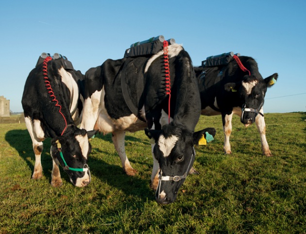 Mucche e metano, dall'Irlanda arrivano i sensori per misurare le puzzette - Focus.it