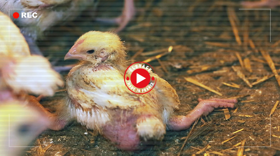 Enquête en élevage et abattoir Doux | Éthique et animaux