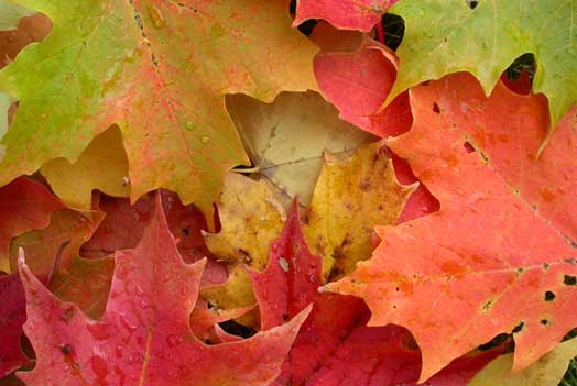 The Colors of Fall | Ecology Global Network