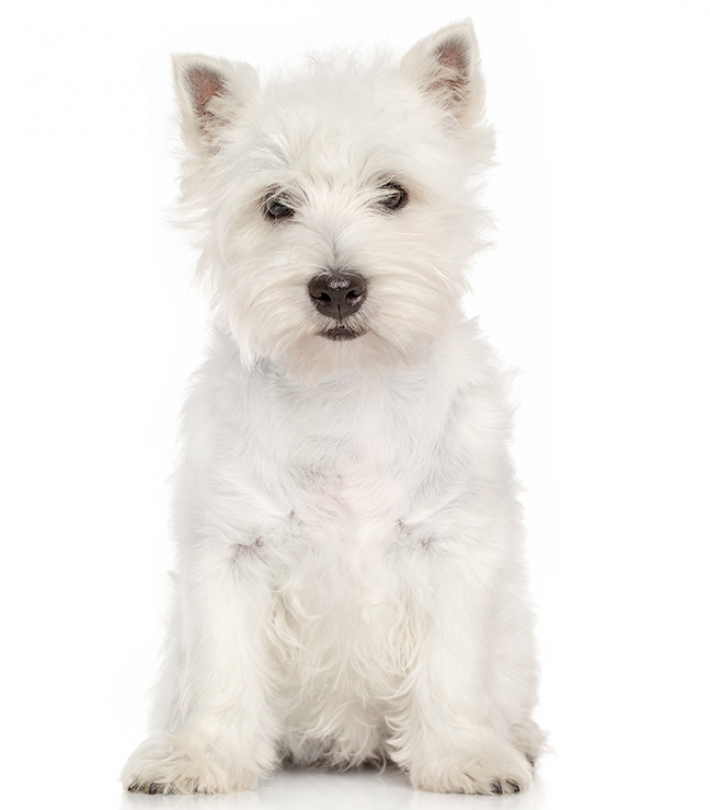 West Highland White Terrier : caractère, éducation, santé, entretien