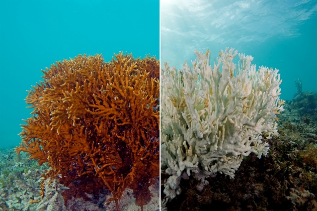 Diminuisce la resistenza al caldo dei coralli - Focus.it
