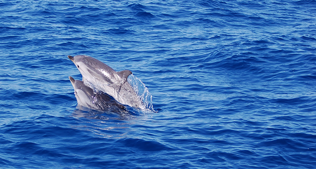 Pourquoi faut-il interdire la nage commerciale avec les dauphins sauvages ? | France Nature Environnement