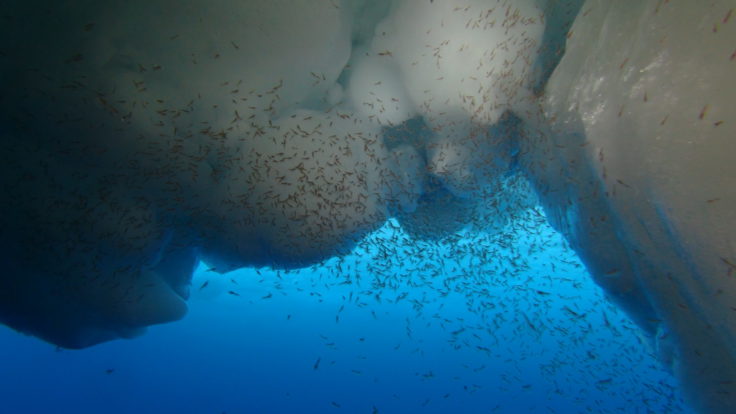 Come sopravvivono le larve di Krill durante l’inverno antartico? - Greenreport: economia ecologica e sviluppo sostenibile