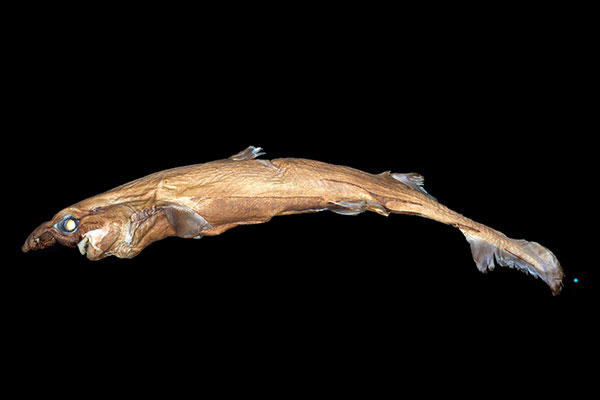 Lo squalo in miniatura che brilla al buio - National Geographic