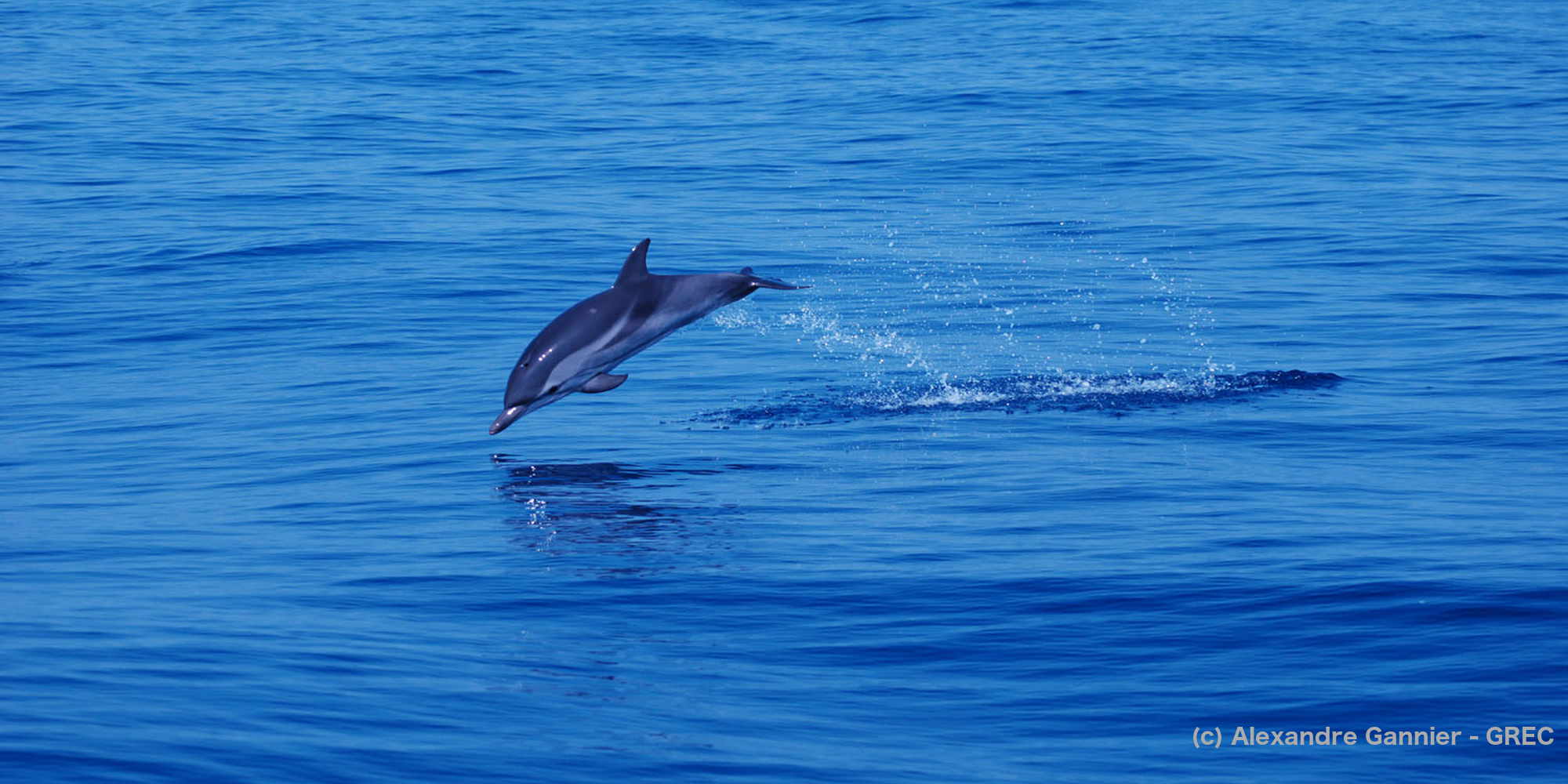De nouvelles conditions de captivité pour les dauphins et les orques | France Nature Environnement