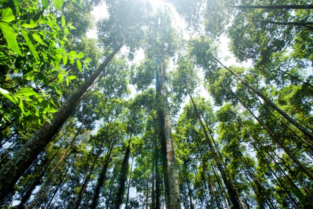 Foreste tropicali: da serbatoi a emettitori di CO2 - Focus.it