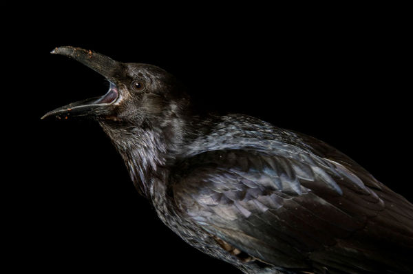 Proiettarsi nel tempo, anche i corvi pianificano il futuro - National Geographic