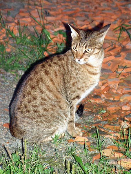 Ocicat - Descriptif de la race de chat Ocicat