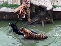 Cina, asino vivo dato in pasto alle tigri - National Geographic