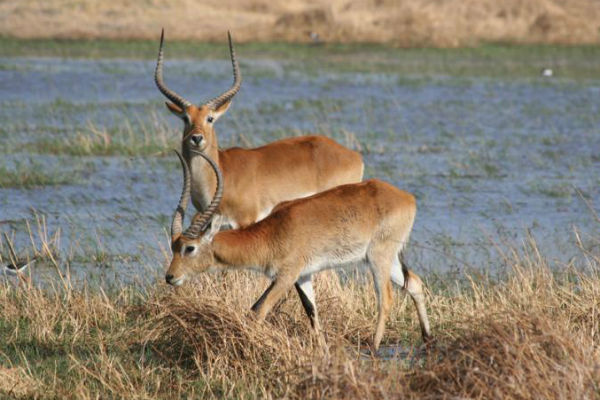 L'Iucn aggiorna la Lista rossa, a rischio anche l'antilope - National Geographic