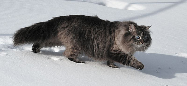 Sibérien - Descriptif de la race de chat Sibérien