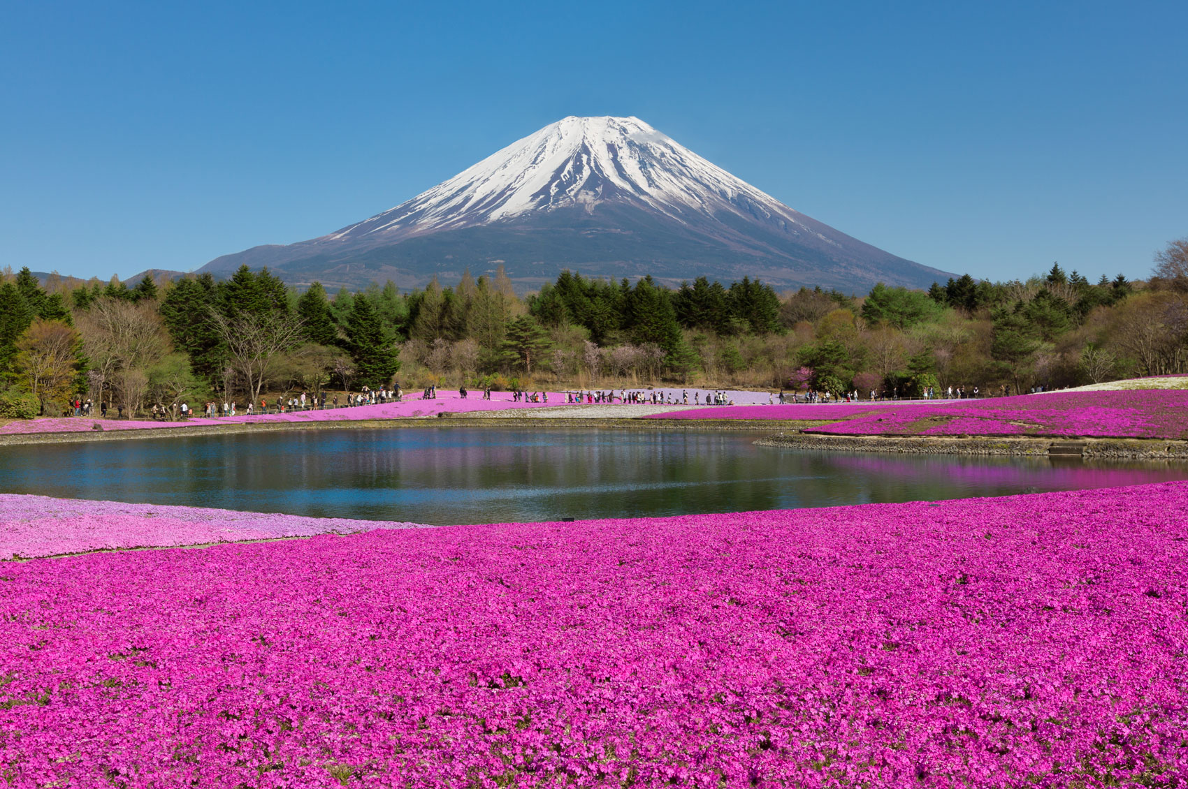 In Giappone, per lo Shibazakura, il favoloso festival del muschio rosa - Fatti di Bio