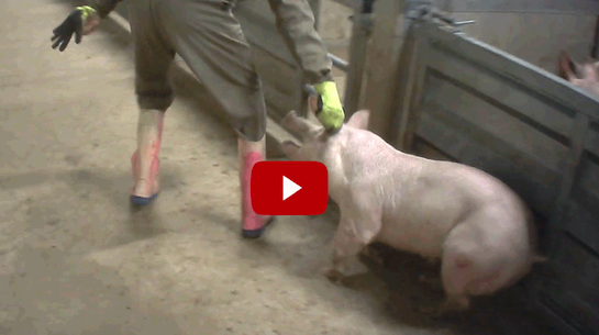 Cruauté dans un des plus gros abattoirs de cochons de Belgique : l’abattoir ferme ! | Éthique et animaux